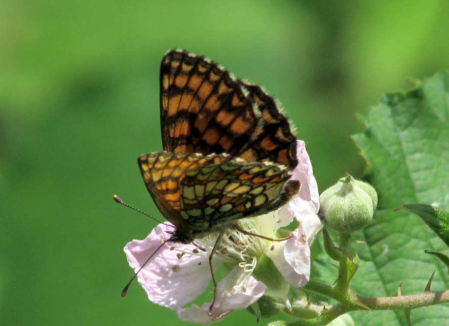 Melitaea athalia - közönséges tarkalepke