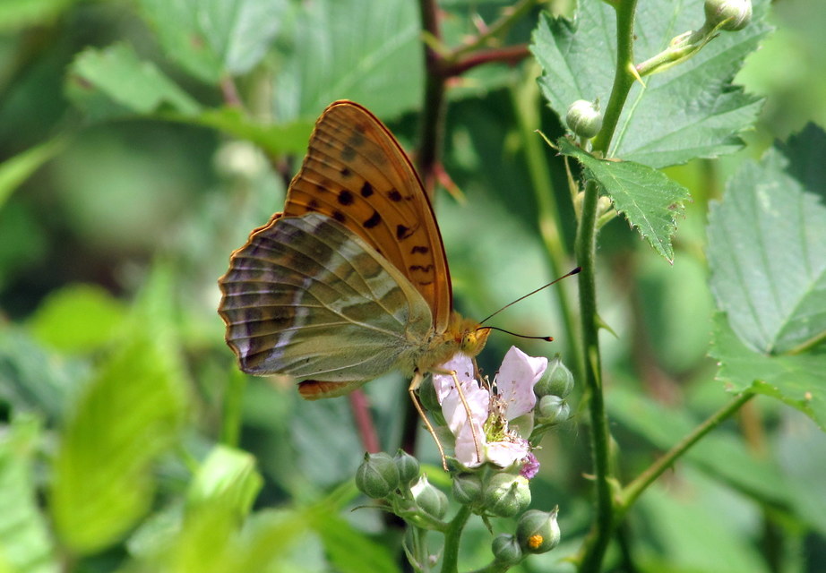 Argynnis paphia - nagy gyöngyházlepke