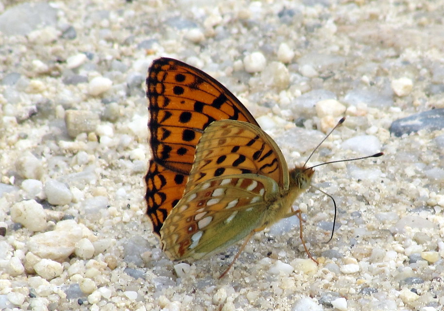 Argynnis adippe - ezüstös gyöngyházlepke