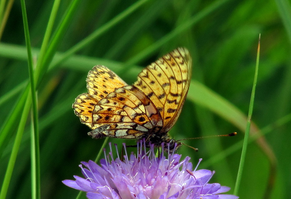 Boloria selene - fakó gyöngyházlepke