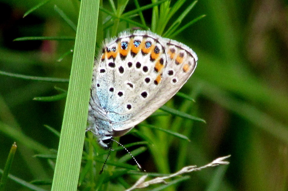 Plebejus argyrognomon - tintakék boglárka