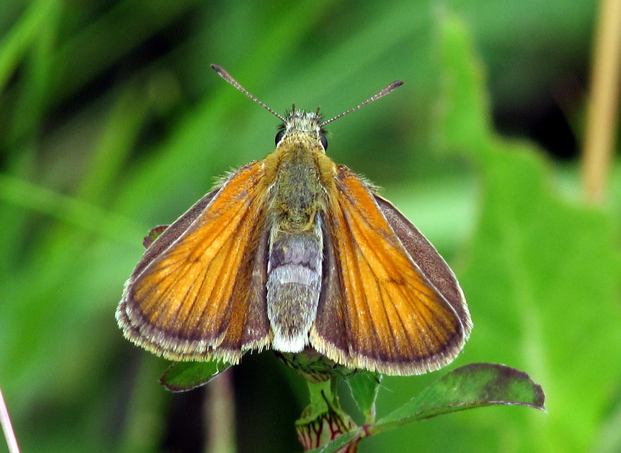 Thymelicus lineola - vonalas busalepke