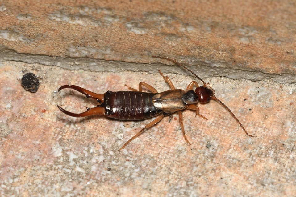 Forficula auricularia - közönséges fülbemászó