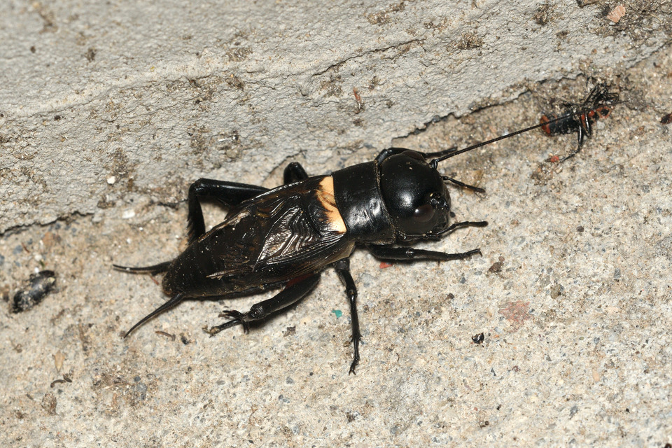 Gryllus campestris - mezei tücsök