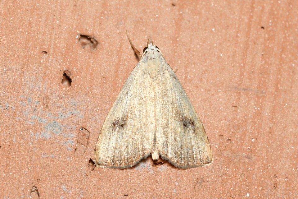 Rivula sericealis - selymes lórombagoly