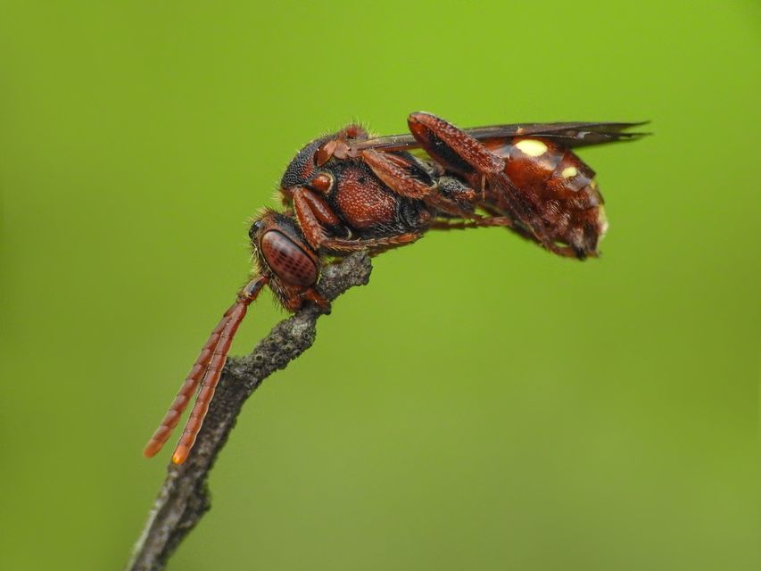 Nomada
