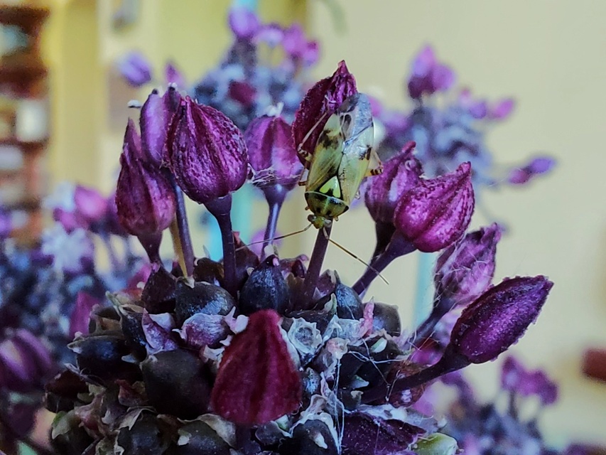 Lygus gemellatus - világoszöld mezeipoloska