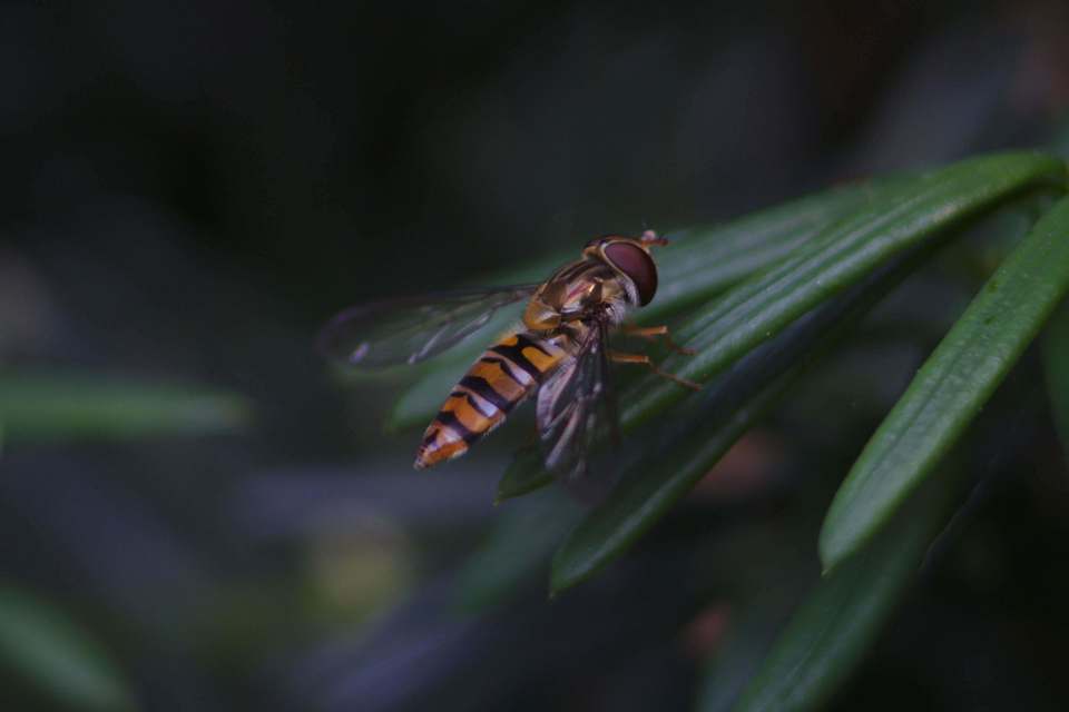 Episyrphus balteatus - ékfoltos zengőlégy