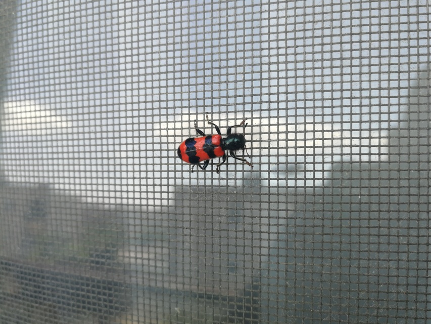 Trichodes apiarius - szalagos méhészbogár