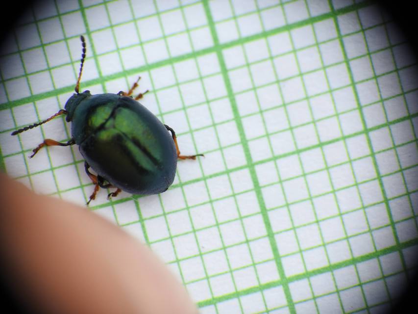 Colaphellus sophiae - mustárbogár