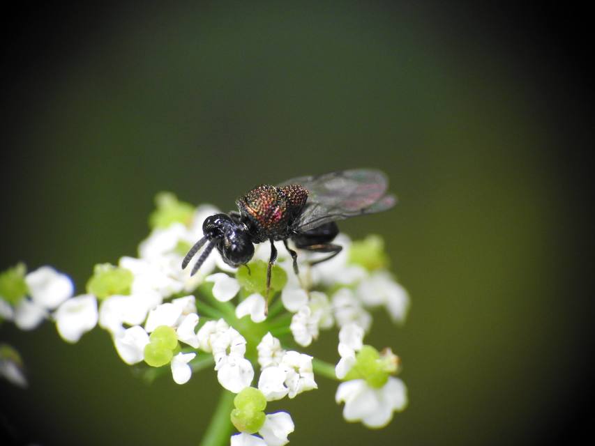 Hymenoptera - Hártyásszárnyúak