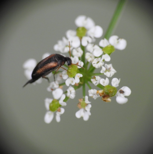 Mordellidae - marókafélék