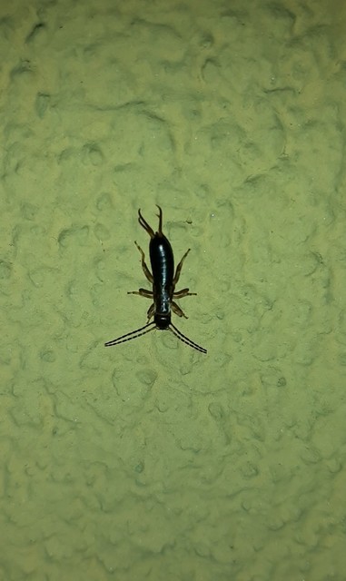 Forficula auricularia - közönséges fülbemászó