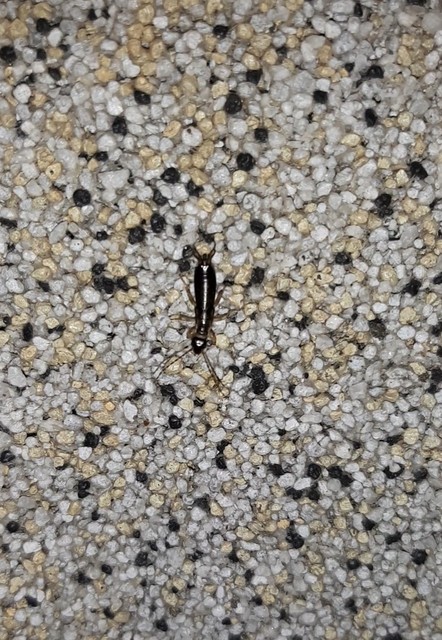 Forficula auricularia - közönséges fülbemászó