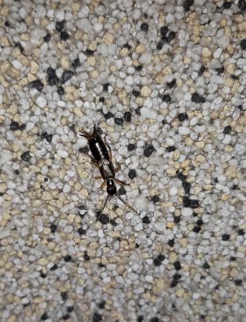 Forficula auricularia - közönséges fülbemászó