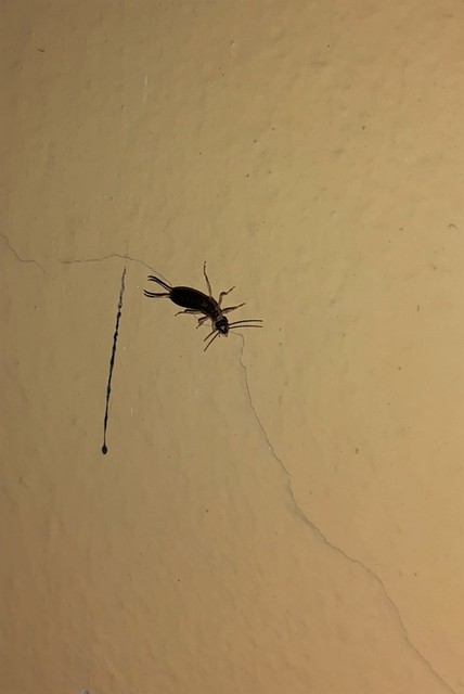 Forficula auricularia - közönséges fülbemászó