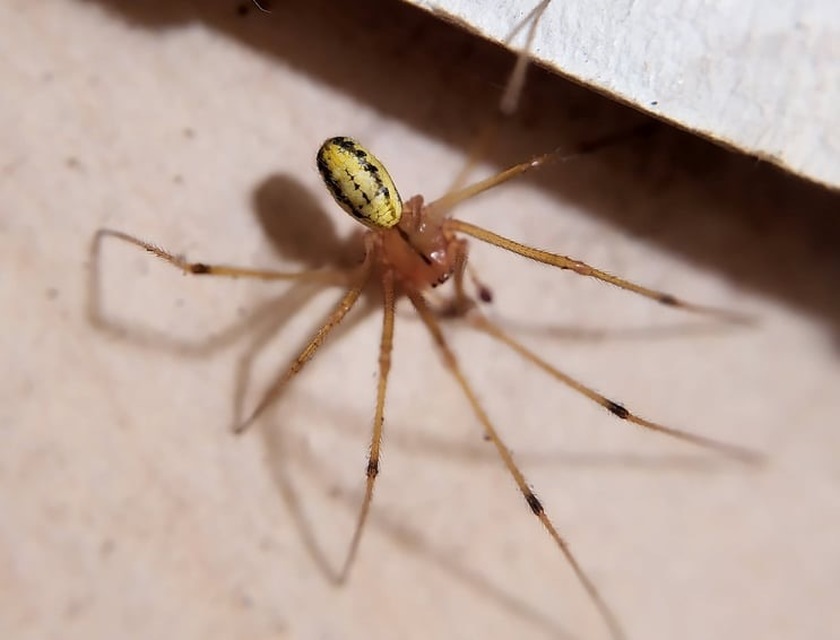 Enoplognatha latimana