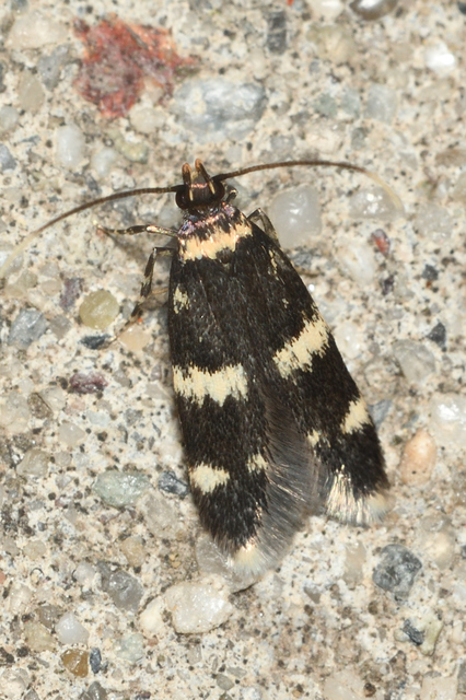Oegoconia