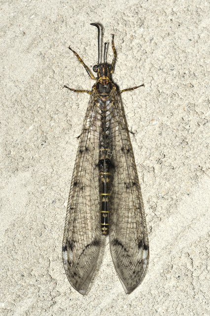 Distoleon tetragrammicus - négyfoltos hangyaleső