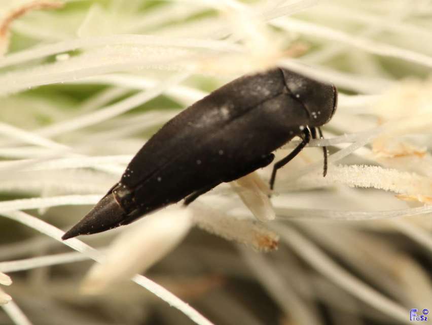 Mordellidae - marókafélék