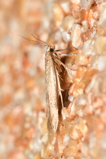 Sitotroga cerealella - mezei gabonamoly
