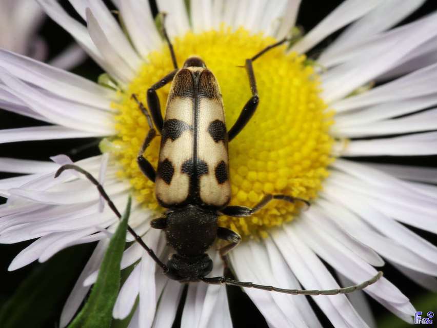 Pachytodes erraticus - rajzos virágcincér