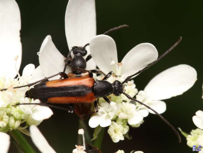 Stenurella melanura - feketevégű karcsúcincér