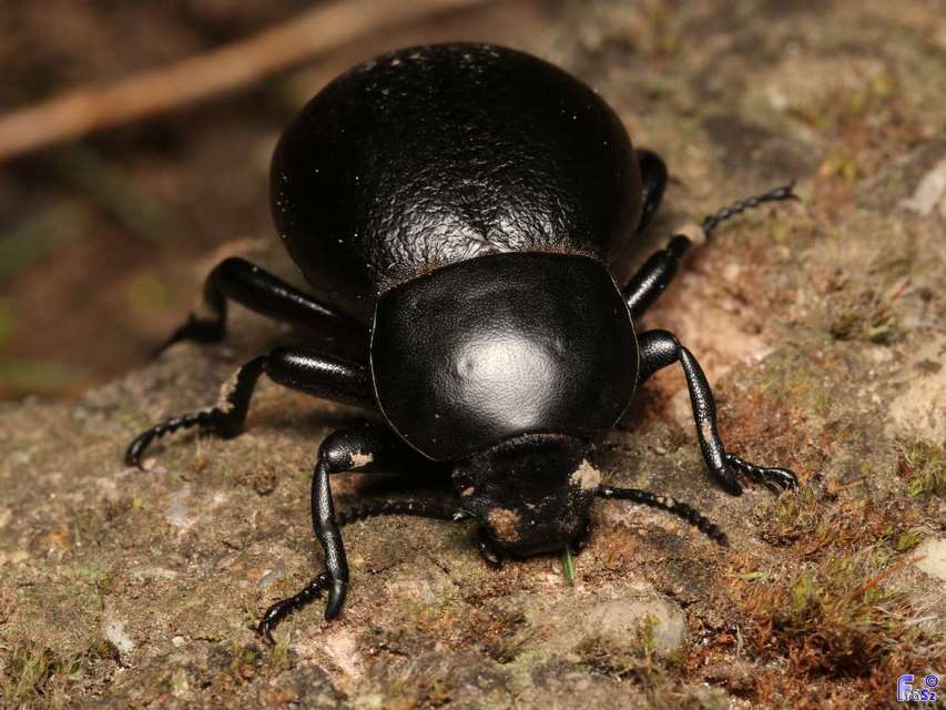 Gnaptor spinimanus - pohos gyászbogár