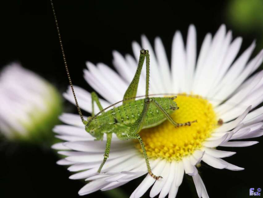 Leptophyes