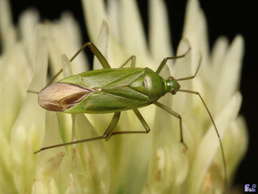 Calocoris affinis