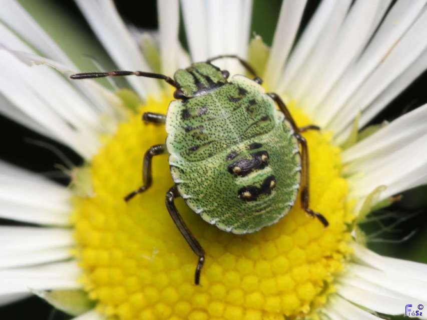Palomena