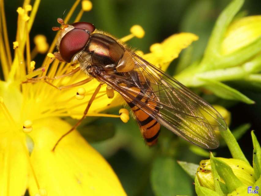 Episyrphus balteatus - ékfoltos zengőlégy