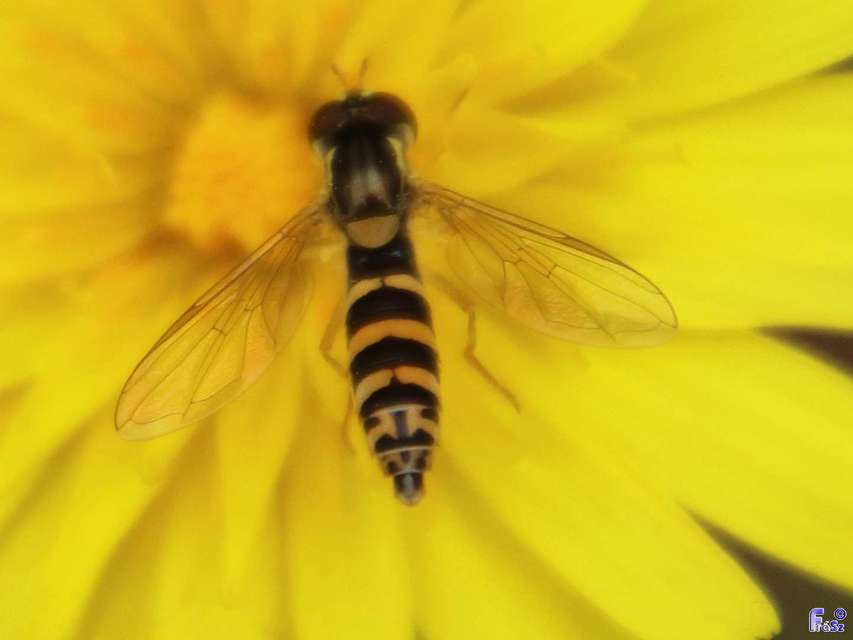 Sphaerophoria scripta - tarka darázslégy