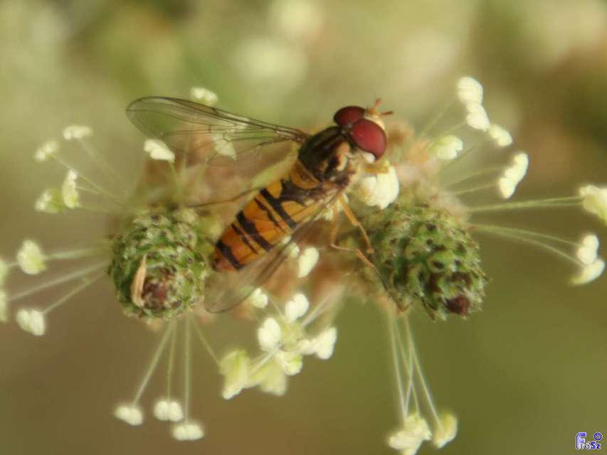 Episyrphus balteatus - ékfoltos zengőlégy