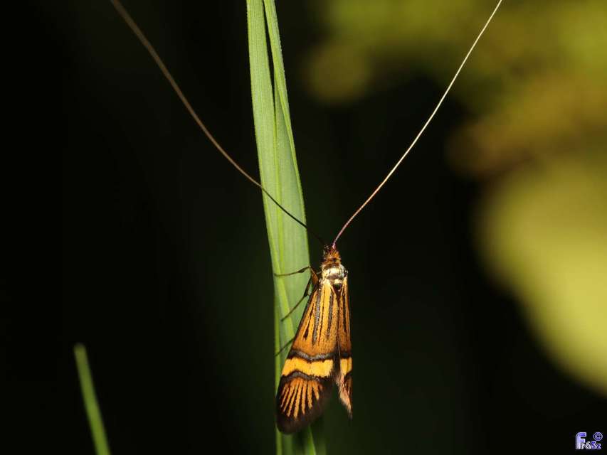 Nemophora degeerella - pompás tőrösmoly