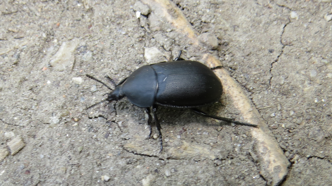 Ablattaria laevigata - sima csigarabló