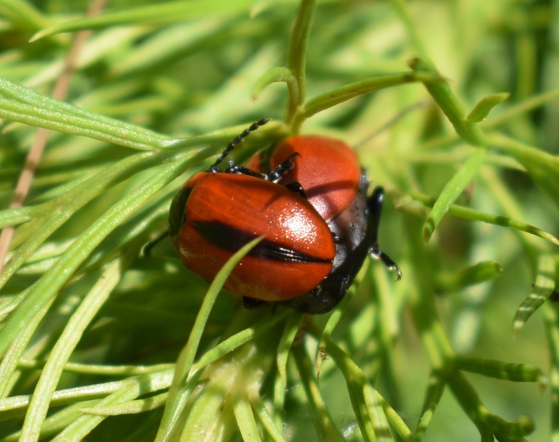 Entomoscelis dorsalis - hérics-honvédbogár
