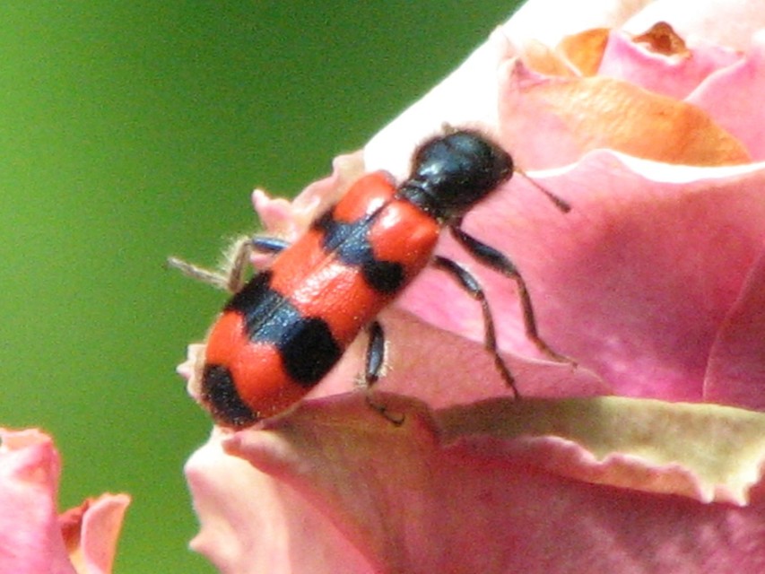 Trichodes apiarius - szalagos méhészbogár