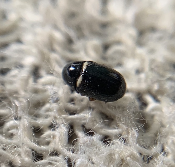 Cryptocephalus strigosus - kakukkfű-zömökbogár