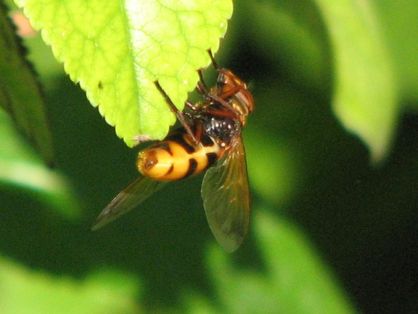 Volucella zonaria - kétöves pihelégy