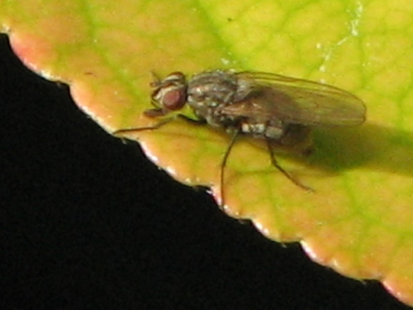 Anthomyiidae - viráglegyek