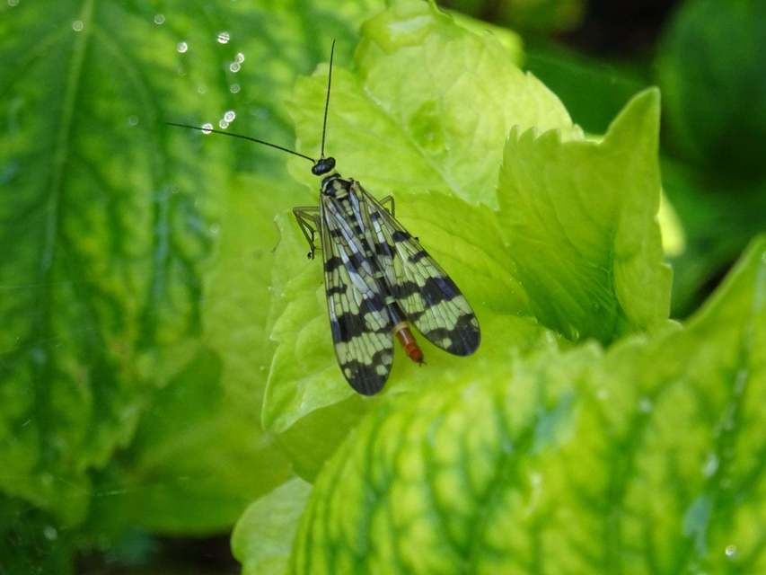 Panorpa vulgaris