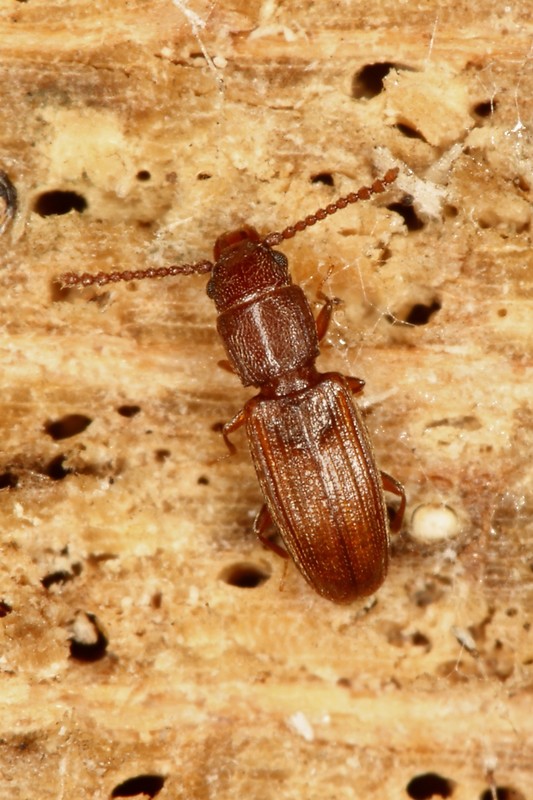 Cryptolestes duplicatus - kétvonalas szegélyeslapbogár