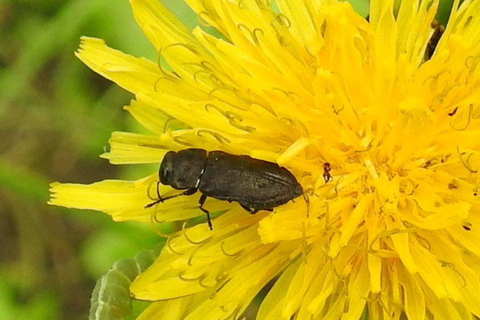 Anthaxia quadripunctata - fekete virágdíszbogár Anthaxia quadripunctata - fekete virágdíszbogár