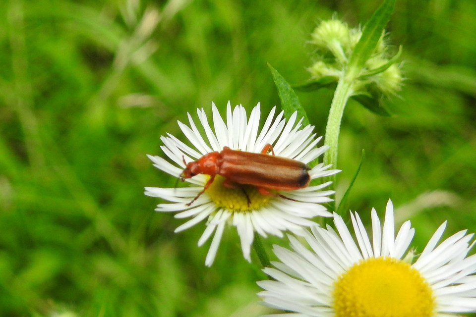 Rhagonycha fulva - feketevégű lágybogár
