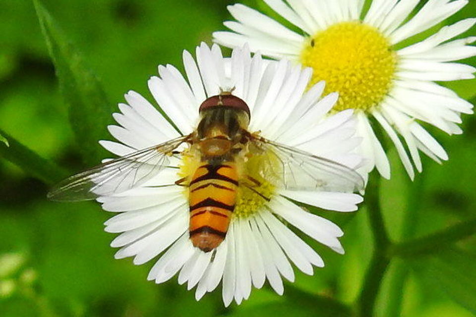 Episyrphus balteatus - ékfoltos zengőlégy