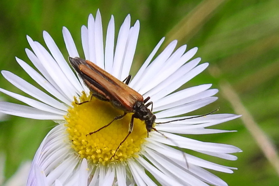Oedemera femorata - sárgahátú álcincér