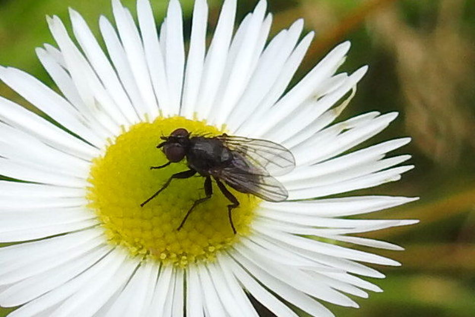 Angioneura