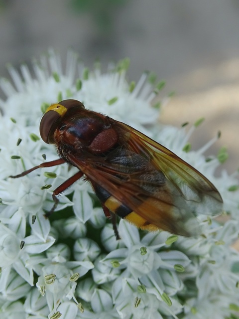 Volucella zonaria - kétöves pihelégy