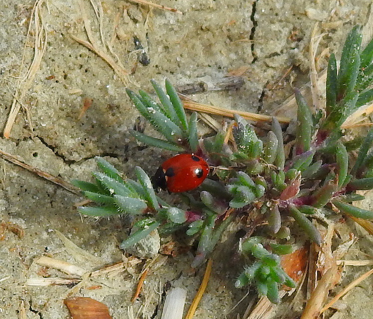 Coccinella undecimpunctata tripunctata - sziki tizenegypettyes katica